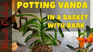 Potting up a vanda orchid in a basket with orchiata bark  How to pot up a vanda orchid [upl. by Llyrat390]