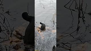 Linlithgow Coot Nest Building 6th November 2024 shorts shortswithcamilla [upl. by Anauqed]