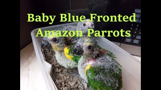 blue fronted amazon hatched 5 16 2021 [upl. by Odo]