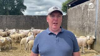 Combining sheep and tillage on an organic farm in Carlow [upl. by Saiff685]