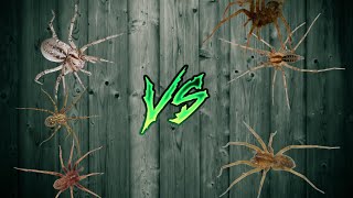 eratigena agrestis vs tegenaria domestica vs agelena labyrinthica [upl. by Lleynad]