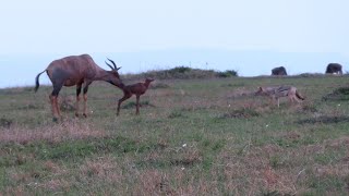 Topi mother defending her calf against an opportunistic jackal [upl. by Quickman]