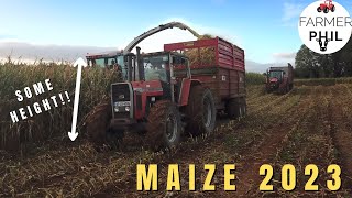 MAIZE HARVEST 2023  BUMPER MAIZE CROP THIS YEAR [upl. by Zackariah918]