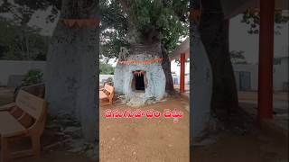 బ్రహ్మంగారు తప్పస్సు కోసం చీల్చిన చెట్టు dailybhaktitv telugutemplefacts enugupadhamchettu [upl. by Bronnie]