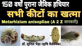 जैविक मित्र फफूंद quotमेटारेजिंयमquot सभी फसली कीटो का खात्मा How Metarhizium anisopliae works in Nature [upl. by Lezley267]