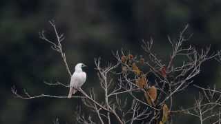 Araponga Procnias nudicollis Barethroated Bellbird [upl. by Denna]