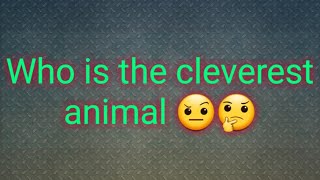 Who is the cleverest animal in the world 🤔🤨 [upl. by Sihtam]