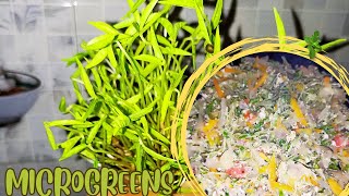 മൈക്രോഗ്രീൻസ് മുട്ട കൂട്ട്  Microgreens mutta koottu  Sneha Thamara [upl. by Bryanty]