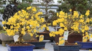 Flowering Winter Jasmine Bonsai Tree jasminum nudiflorum [upl. by Serrell]