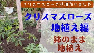 《クリスマスローズ地植え編／秋にやっておきたい④つの作業》移植・地植え・肥料など／土壌改良／シェードガーデン植え替え／花壇づくり [upl. by Bronez]