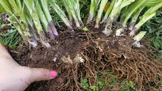 Transplanting Hostas [upl. by Ehr]