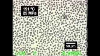 In situ microscopic observation of chitin and fungal cells with chitinous cell walls [upl. by Callum15]