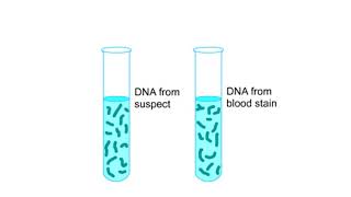 DNA fingerprinting Animation [upl. by Michaeu]