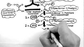 Cellular Respiration 2  Glycolysis [upl. by Aihsoj2]