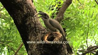 Grey Hornbill found nesting in New Delhi city after ages [upl. by Marchak]