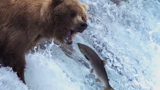 Grizzly Bears Catching Salmon  Natures Great Events  BBC Earth [upl. by Ethbun334]