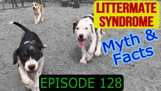 Littermate Syndrome Fact from Myth [upl. by Beebe]