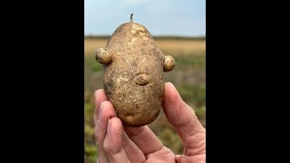 The Biggest Potato Farm in Manitoba [upl. by Lashond]