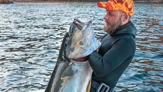 Techniques For Spearfishing Yellowtail Kingfish  HOW TO SPEARFISH [upl. by Etteniuqna]