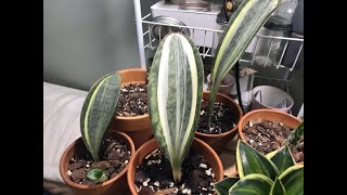 Unboxing Sansevieria Masoniana Whale Fin [upl. by Peony796]