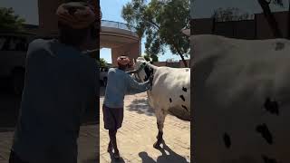 Best cow for sale in our farm music hiphop cow fortnite rap [upl. by Also]