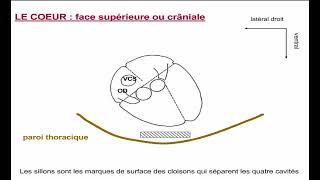 5  Morphologie Externe du Coeur [upl. by Lemrac429]