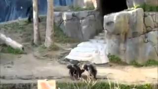 Lucha de chimpancés locos en zoo [upl. by Holland]