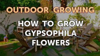 How to Grow Gypsophila Flowers [upl. by Hallagan]