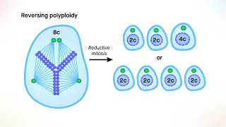 hyperpolyploidy and polyploidy reversal in liver cancer [upl. by Nart]