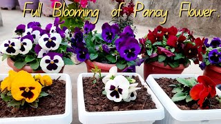 Full Bloom of pansy flowergardening flower [upl. by Ahseral]