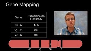 Genetic Recombination and Gene Mapping [upl. by Huskamp]