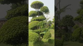 Multipleheads movi ficus  plantation Journey short garden nature [upl. by Isoais]