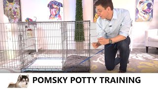 Pomsky Potty Training from WorldFamous Dog Trainer Zak George  How to Potty Train a Pomsky Puppy [upl. by Aicnorev96]