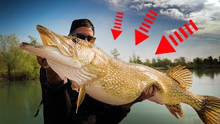 Le plus gros brochet jamais vu sur ScarnaFishing [upl. by Letsirk]