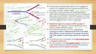 DNA Replication in Prokaryotes II NEETIIclass XIIshortsyoutubeshorts [upl. by Forkey725]