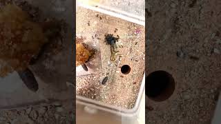 5 Year Old Ant Colony vs Fly 😳 Timelapse [upl. by Ahsiuqram]