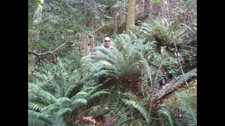 Evergreen Western Sword ferns in habitat [upl. by Rainger441]