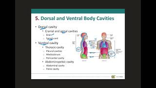 Body cavities and cavity membranes [upl. by Rodge]