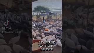 Pintade Galor le mieux élevé au monde et au Burkina [upl. by Alison]