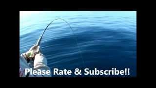 Easy Coral Trout fishing rig Fishing Tips [upl. by Nahte]