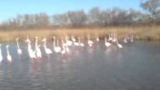 Spécial Bruitages  Les Flamants Roses [upl. by Demetris]