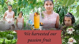 Girls talk  We harvested our passion fruit  Passion fruit juice  102024 [upl. by O'Donovan966]