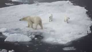 Croisière Silversea  Expedition en Arctique [upl. by Haggai205]