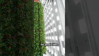 Worlds First Vertical Strawberry Farm 20240925 [upl. by Ad82]