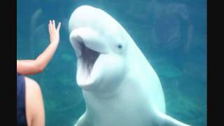 Beluga Whale Juno at Mystic Aquarium [upl. by Jeddy]