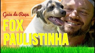 GUIA DE RAÃ‡A FOX PAULISTINHA  TERRIER BRASILEIRO  RICHARD RASMUSSEN [upl. by Mossman]