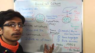 Animal cell culture 5  secondary cell culture [upl. by Emanuel94]