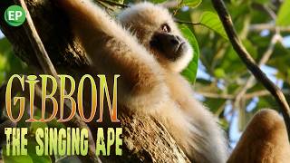 Gibbon the Singing Ape Journey into the Wild  Episode 1 [upl. by Silvain]