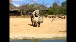 accoppiamento di rinoceronti al bioparco di valencia [upl. by Penhall657]