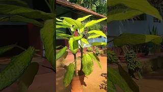 beautiful home garden  What do plants need plantingtips beautiful morning plants [upl. by Drahser]